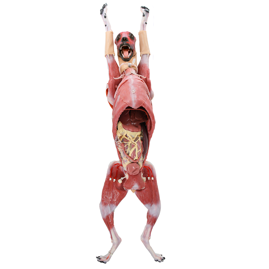 Canine Surgical Model